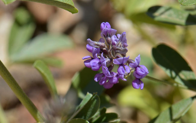 Alfalfa has showy purple flowers that bloom from April to October. Medicago sativa 